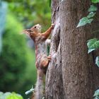 Eichhörnchen-Baby - erste Ausflüge