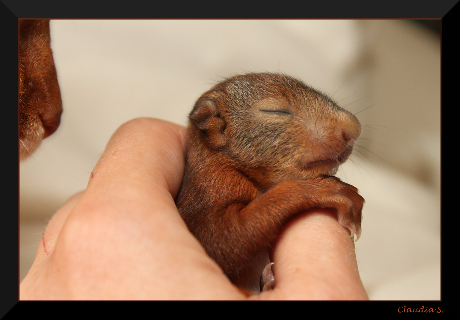 Eichhörnchen Baby im Schlaf - Red Squirrel