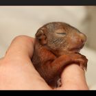 Eichhörnchen Baby im Schlaf - Red Squirrel