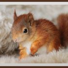 Eichhörnchen Baby - Red Squirrel