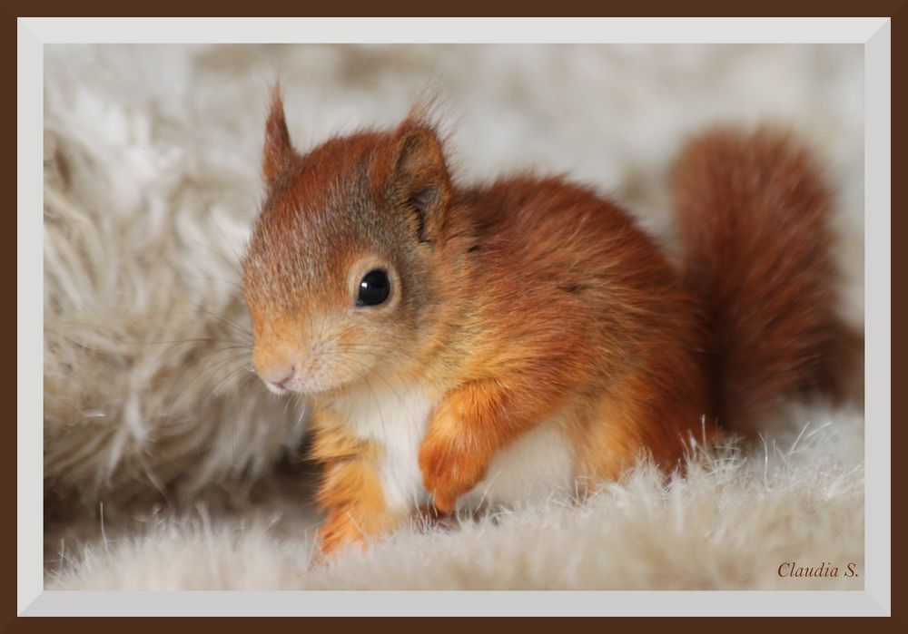 Eichhörnchen Baby - Red Squirrel Foto & Bild | tiere, tierkinder, not