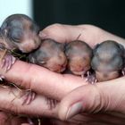 Eichhörnchen-Babys