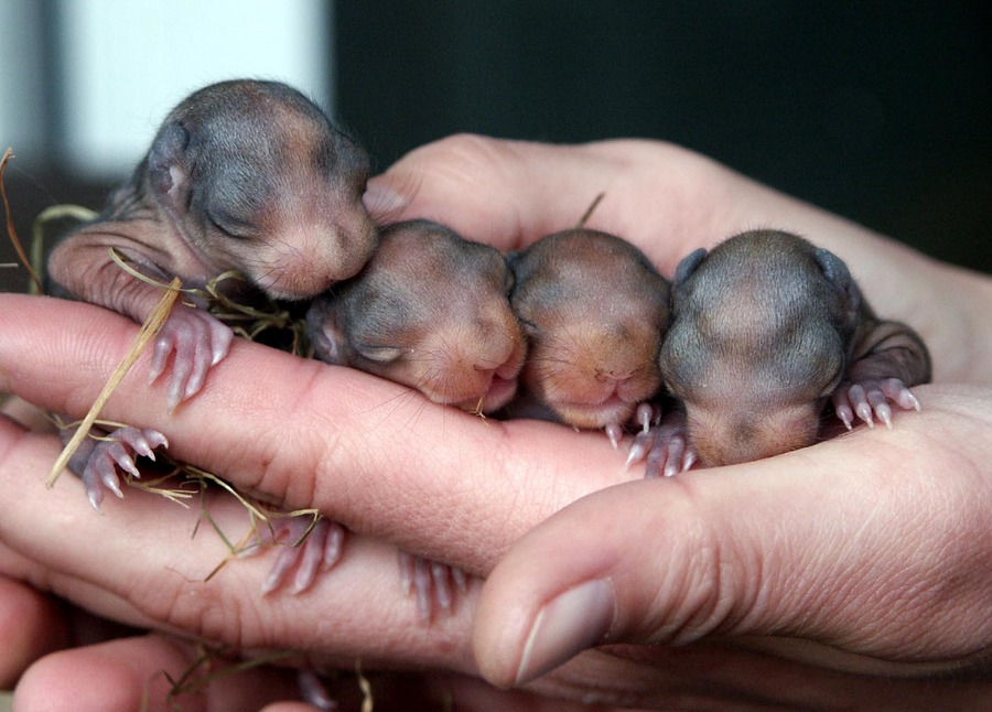 Eichhornchen Babys Foto Bild Tiere Zoo Wildpark Falknerei Saugetiere Bilder Auf Fotocommunity