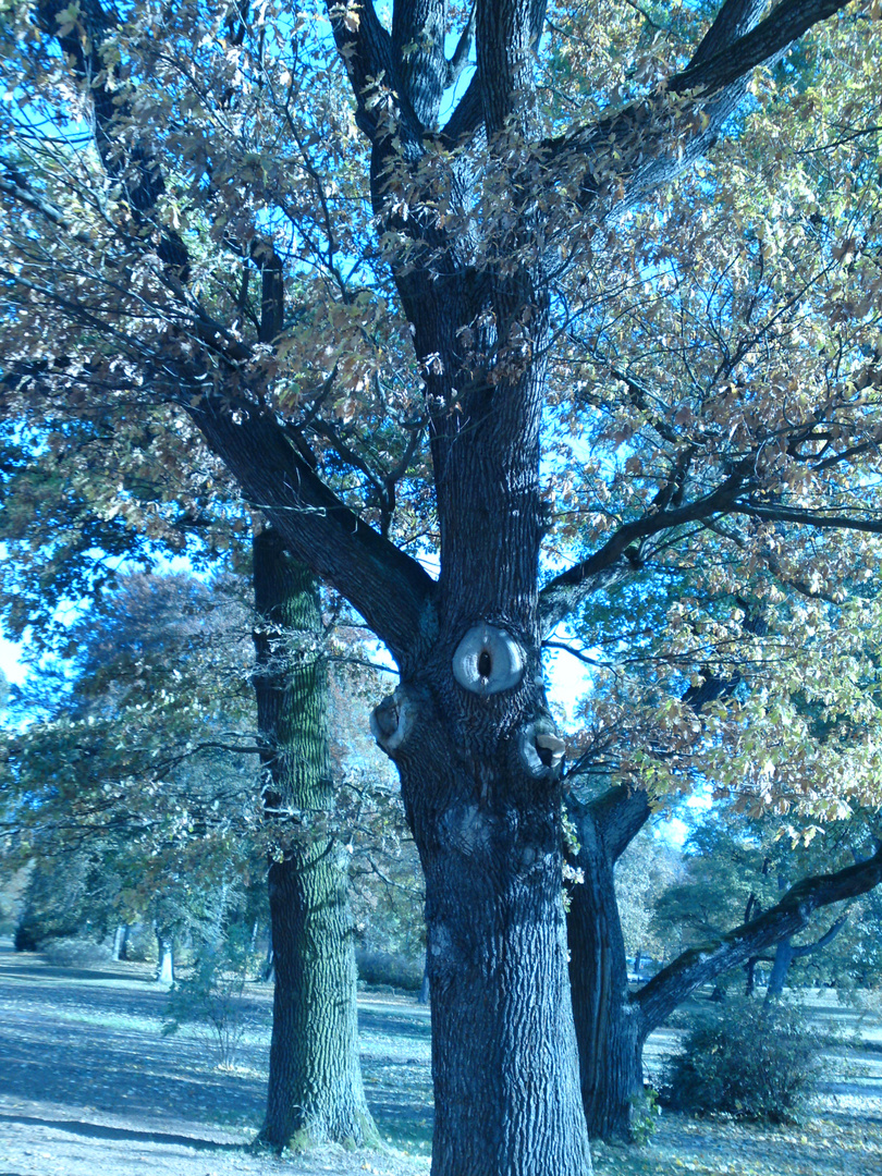 Eichhörnchen-Baum