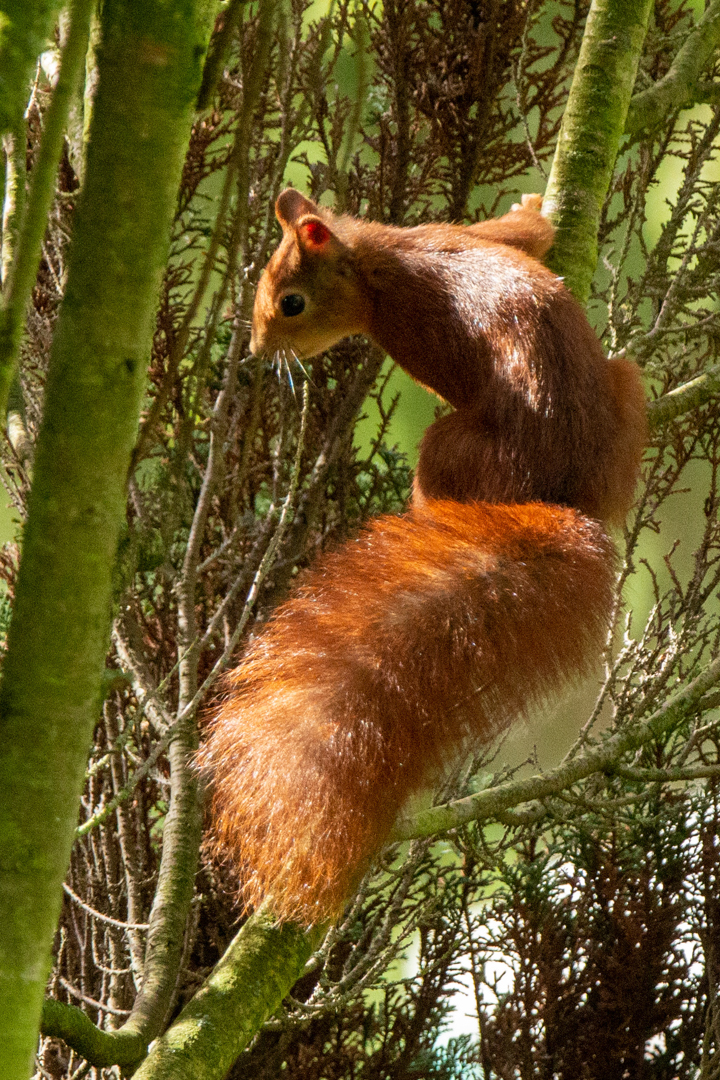 Eichhörnchen baut ein Nest