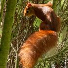 Eichhörnchen baut ein Nest