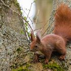 "Eichhörnchen baut einen Kobel 2024"