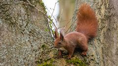 "Eichhörnchen baut einen Kobel 2024"