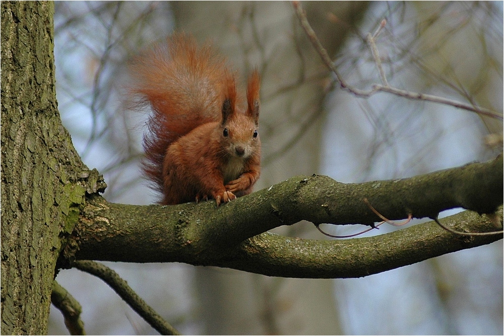 Eichhörnchen