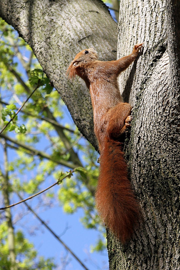 Eichhörnchen