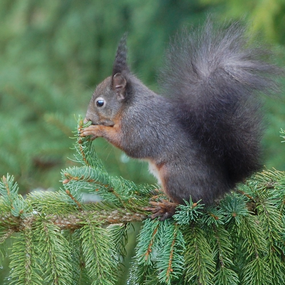 Eichhörnchen