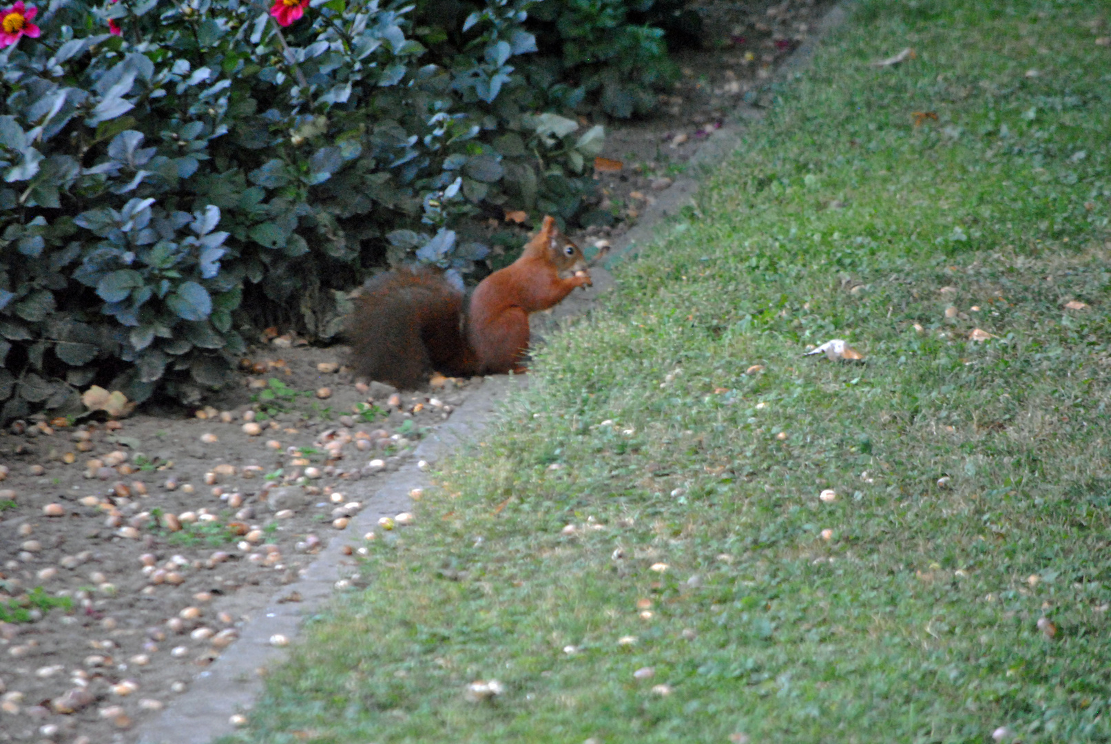 Eichhörnchen