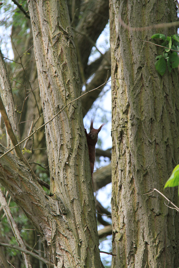 Eichhörnchen