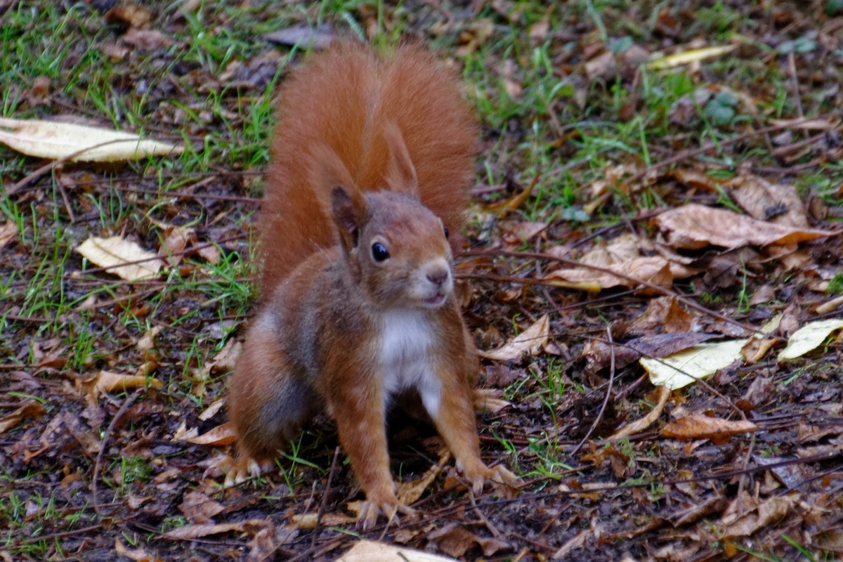 Eichhörnchen