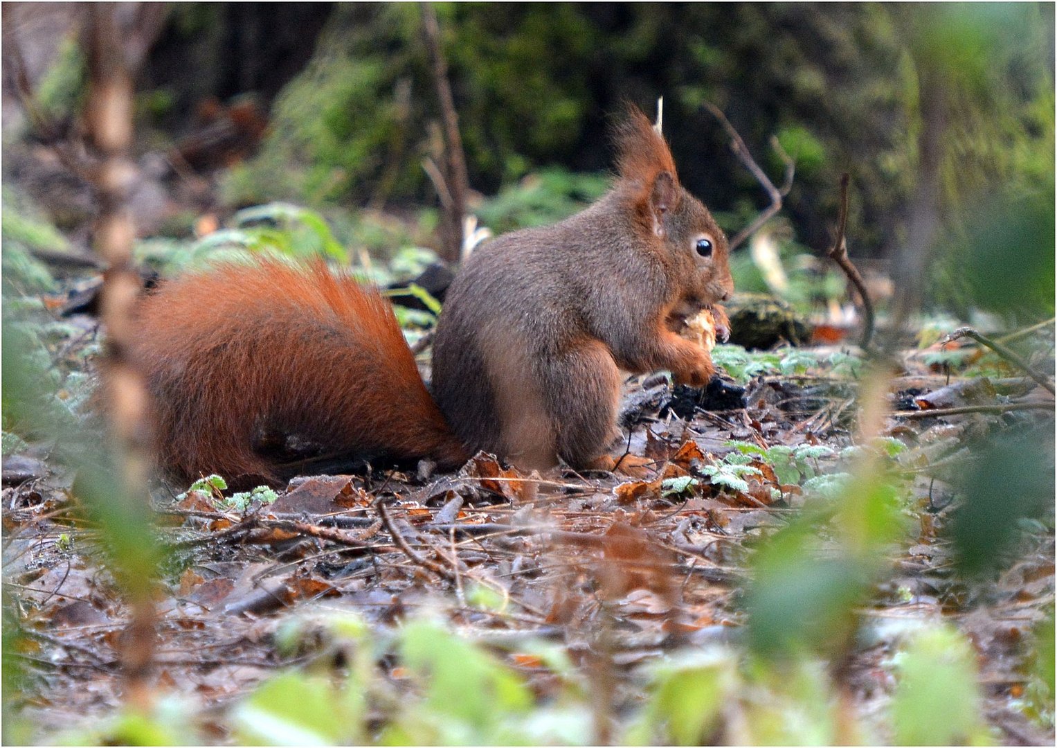 Eichhörnchen