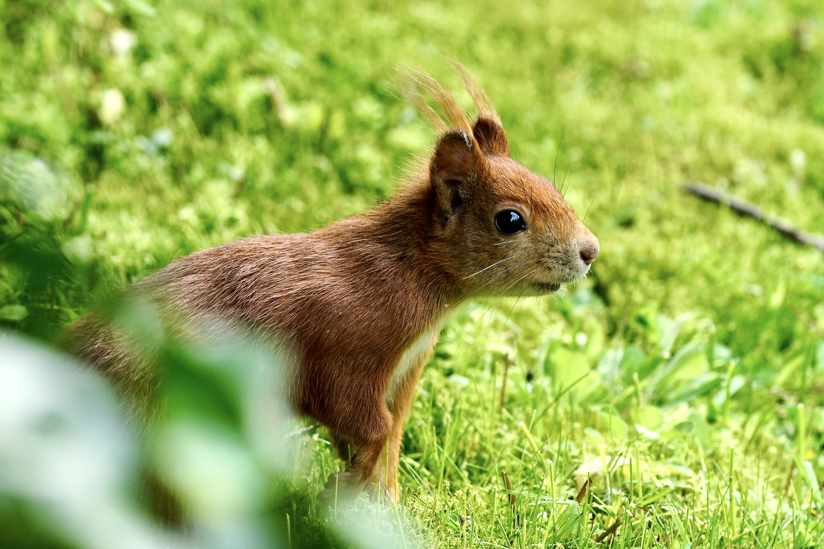 Eichhörnchen