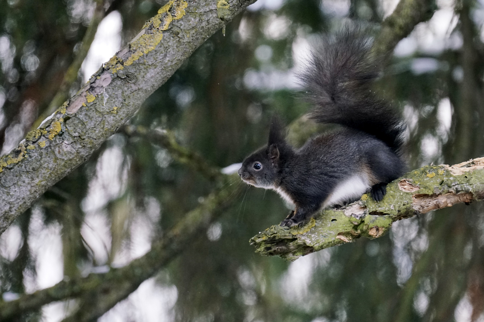 Eichhörnchen..