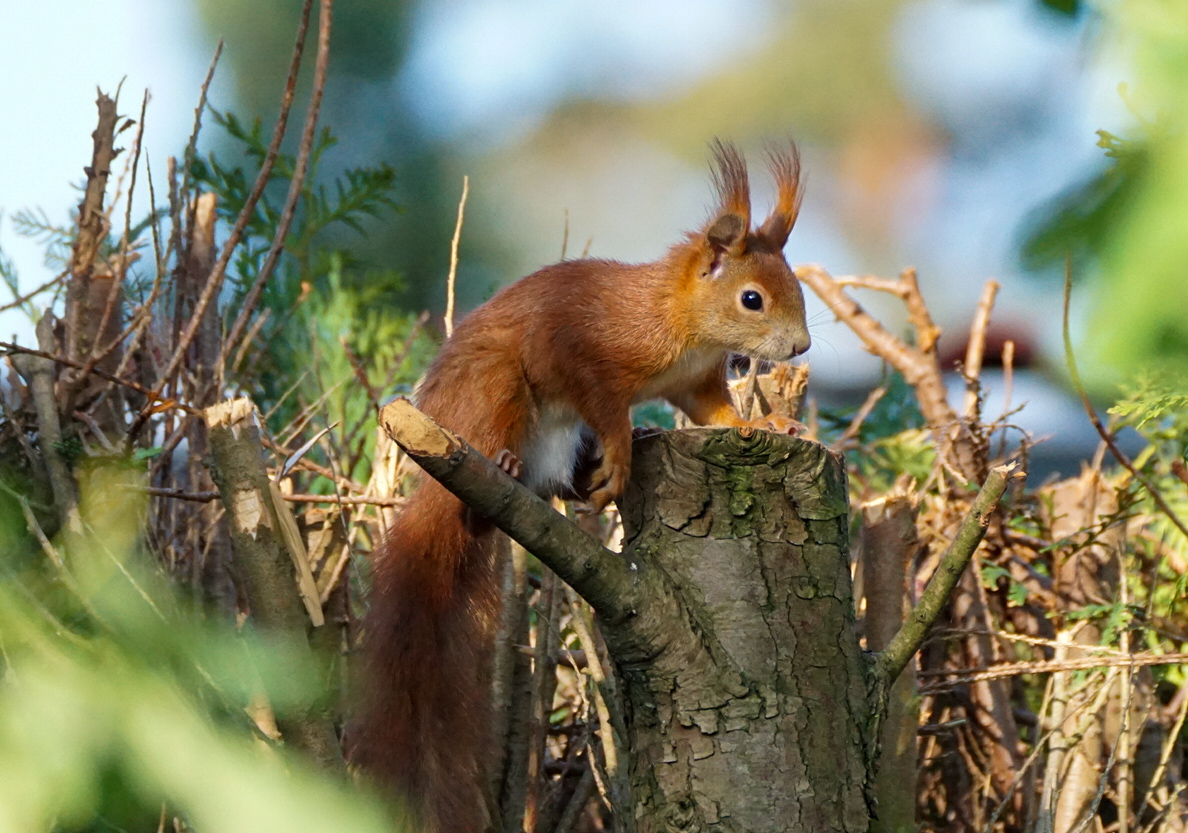 Eichhörnchen