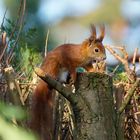 Eichhörnchen