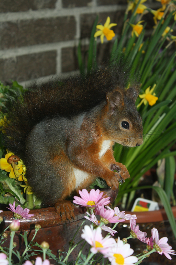 Eichhörnchen