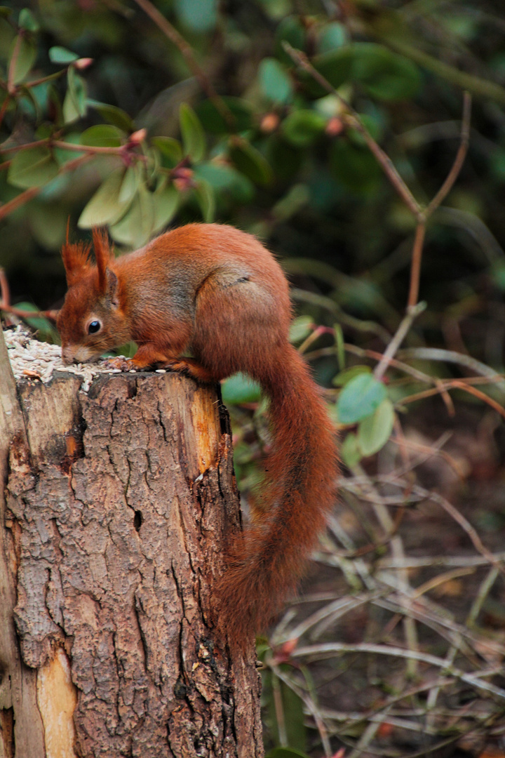 Eichhörnchen