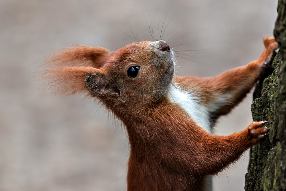 Eichhörnchen