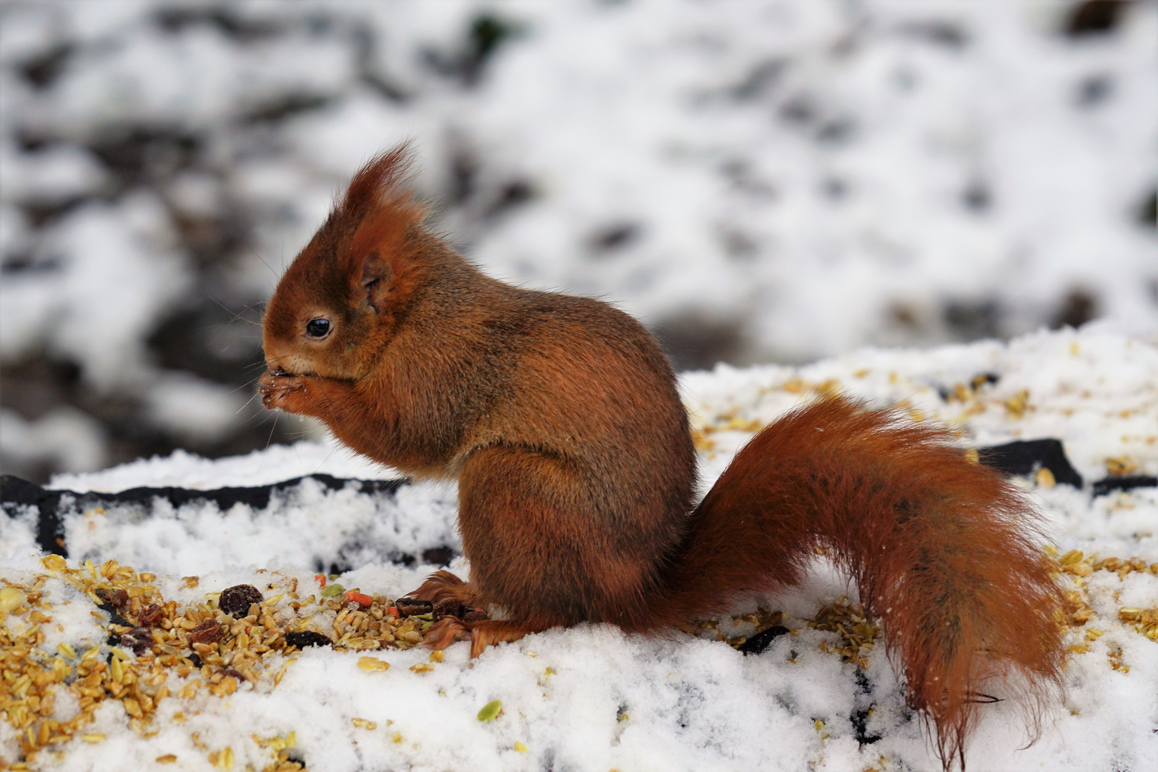 Eichhörnchen