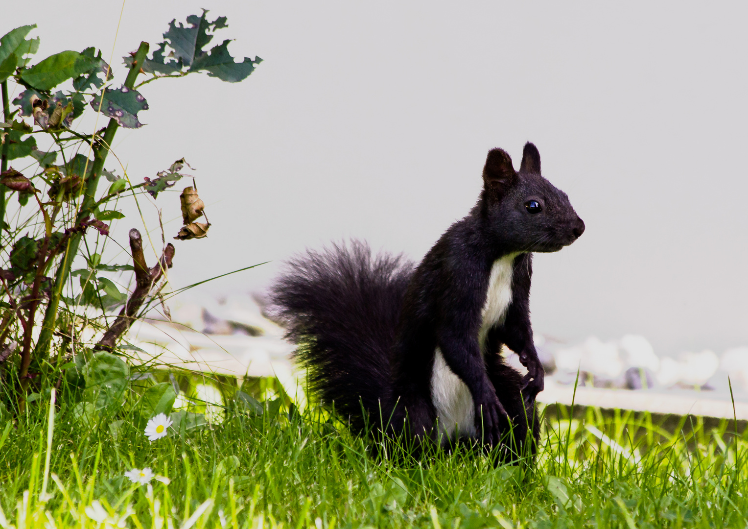 Eichhörnchen