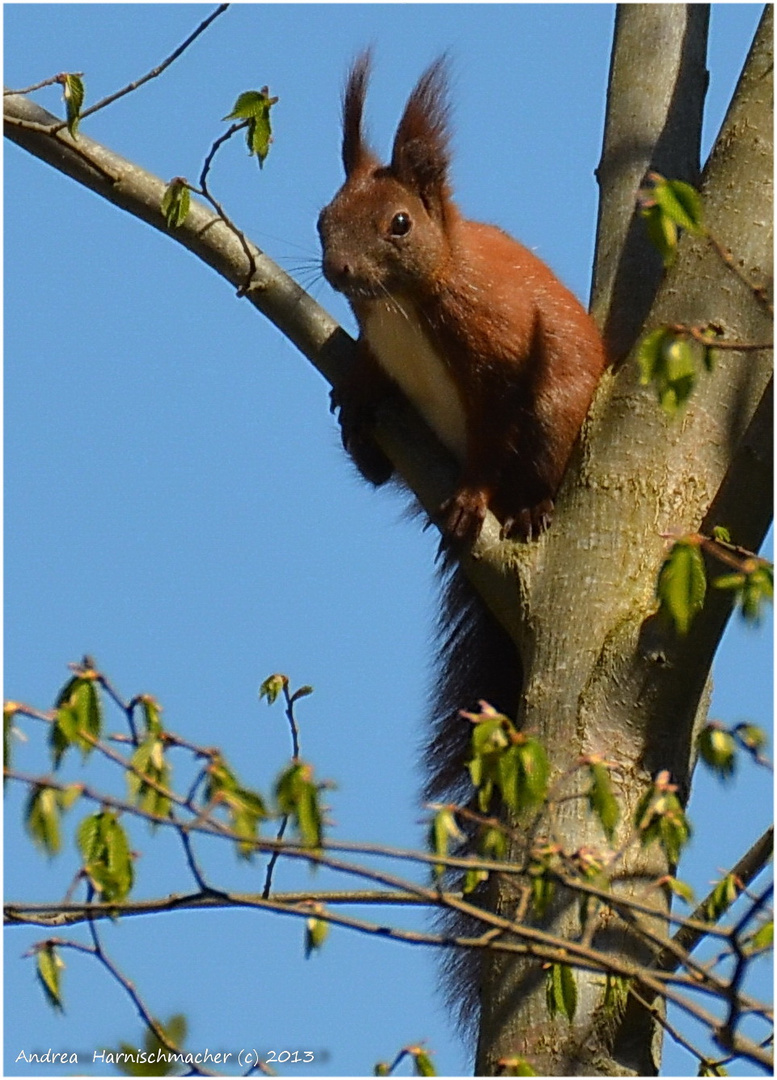 Eichhörnchen