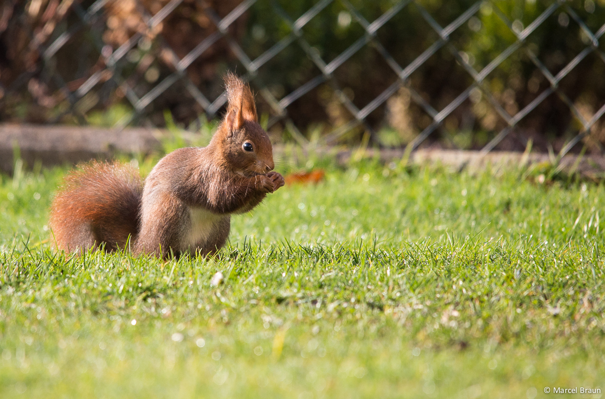 Eichhörnchen