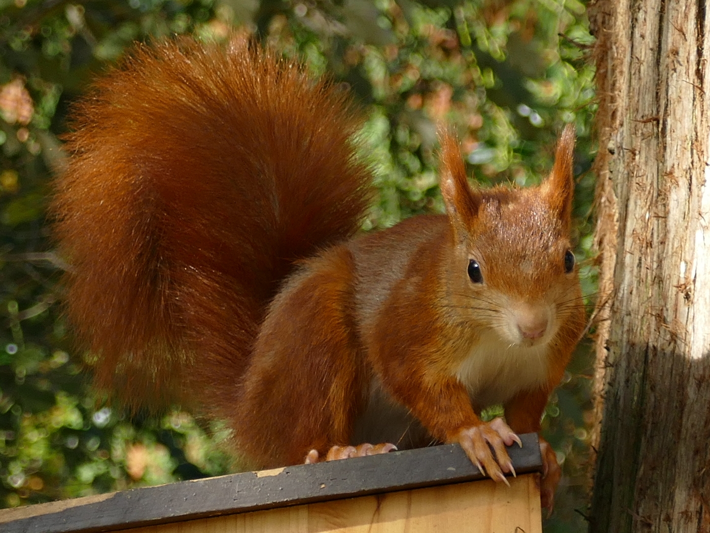 Eichhörnchen