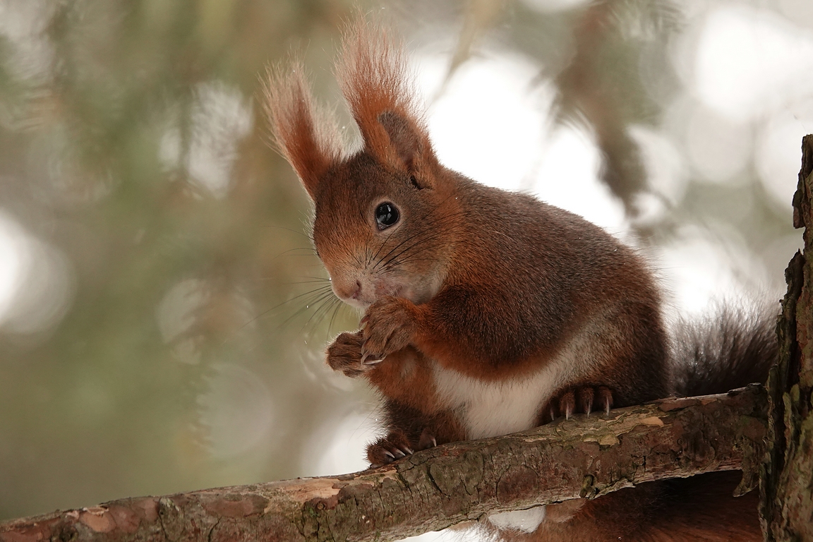 Eichhörnchen