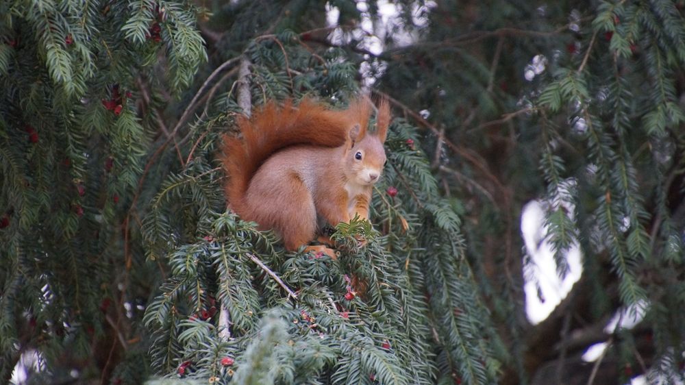 Eichhörnchen