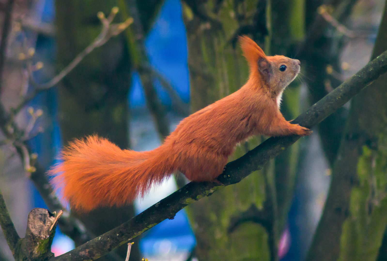 Eichhörnchen