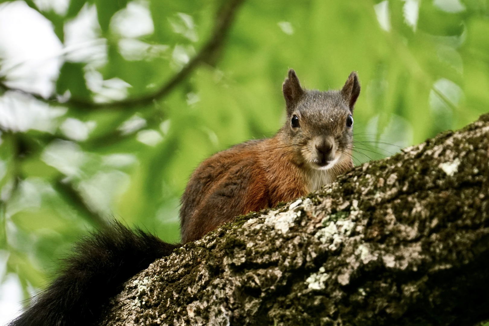 Eichhörnchen