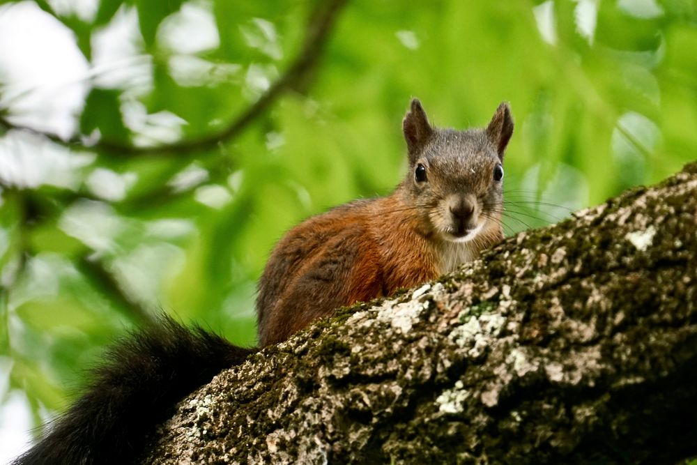 Eichhörnchen