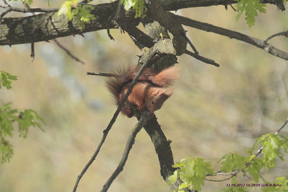 Eichhörnchen