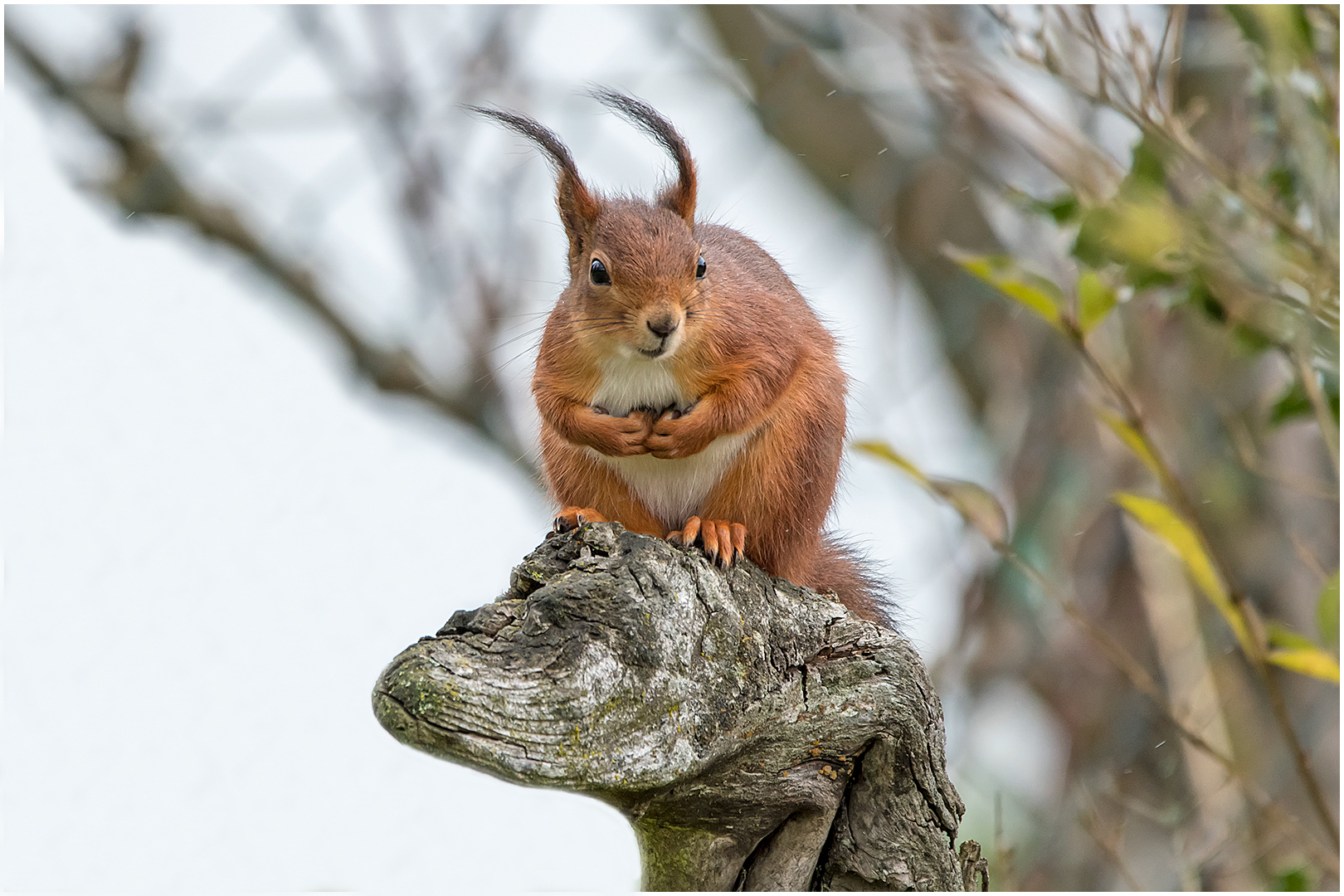 Eichhörnchen