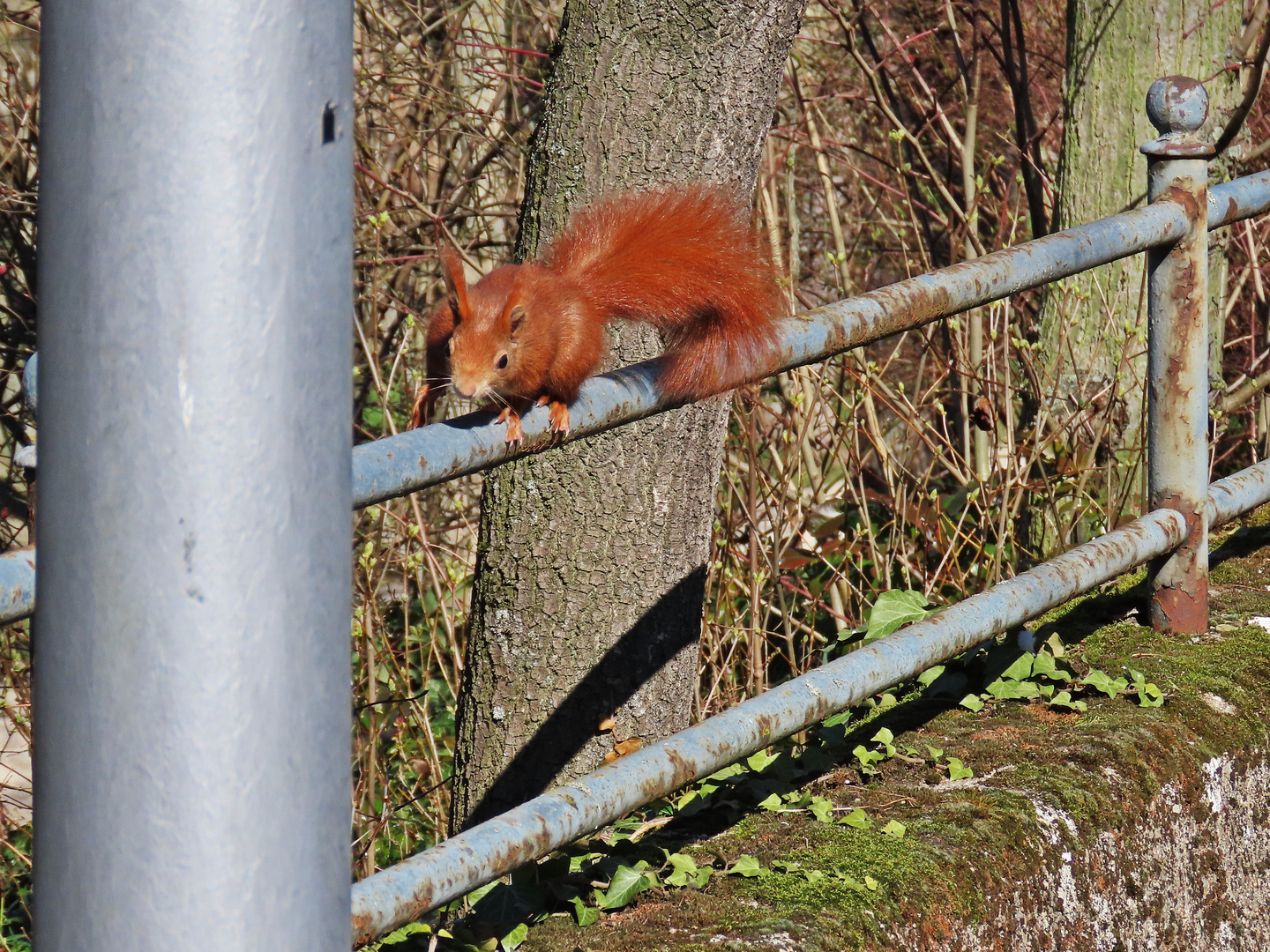 Eichhörnchen