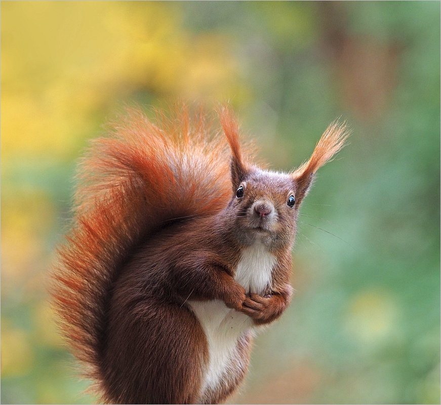 Eichhörnchen Foto & Bild | eichhörnchen, natur, tiere Bilder auf