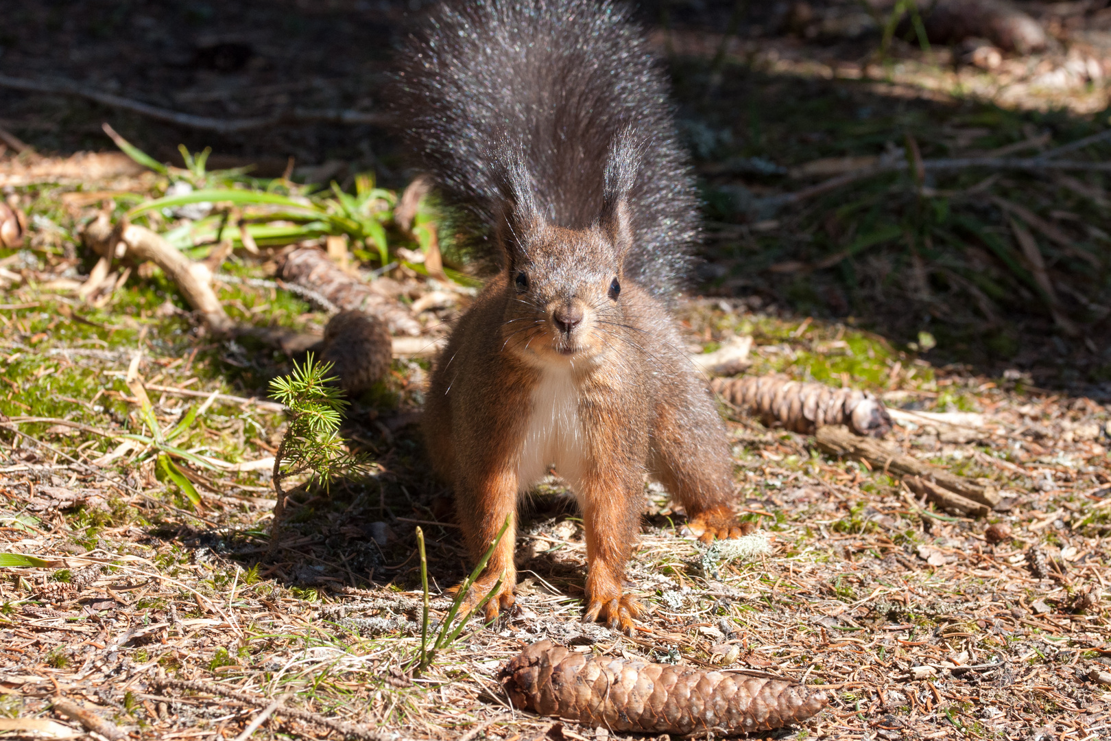 Eichhörnchen