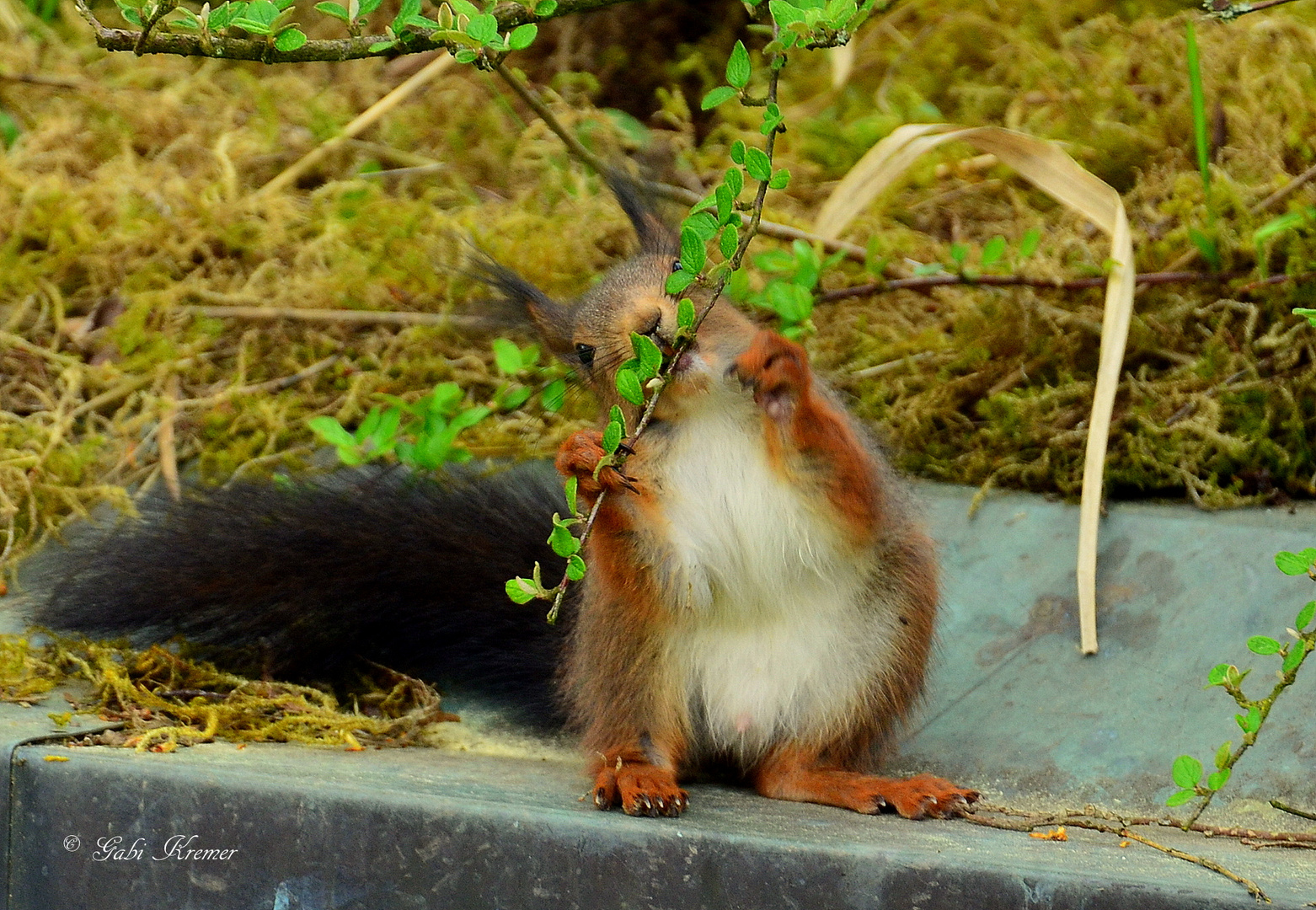 Eichhörnchen 