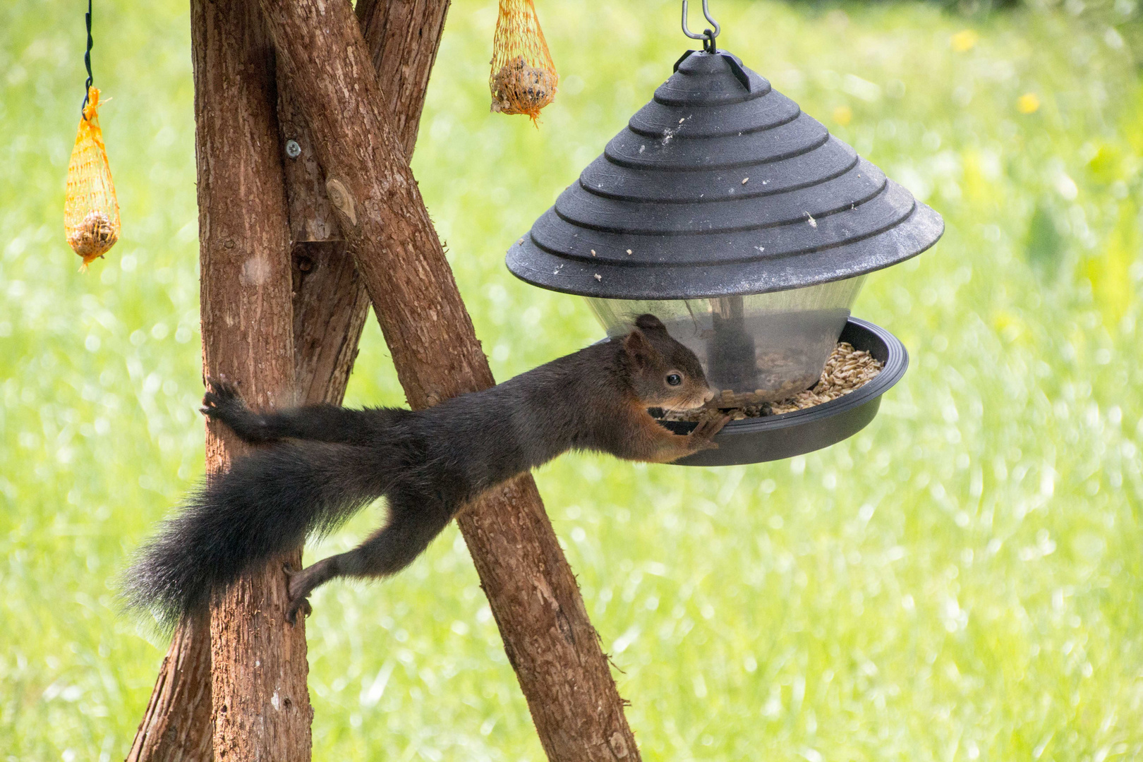 Eichhörnchen bedient sich an der Vogeltafel