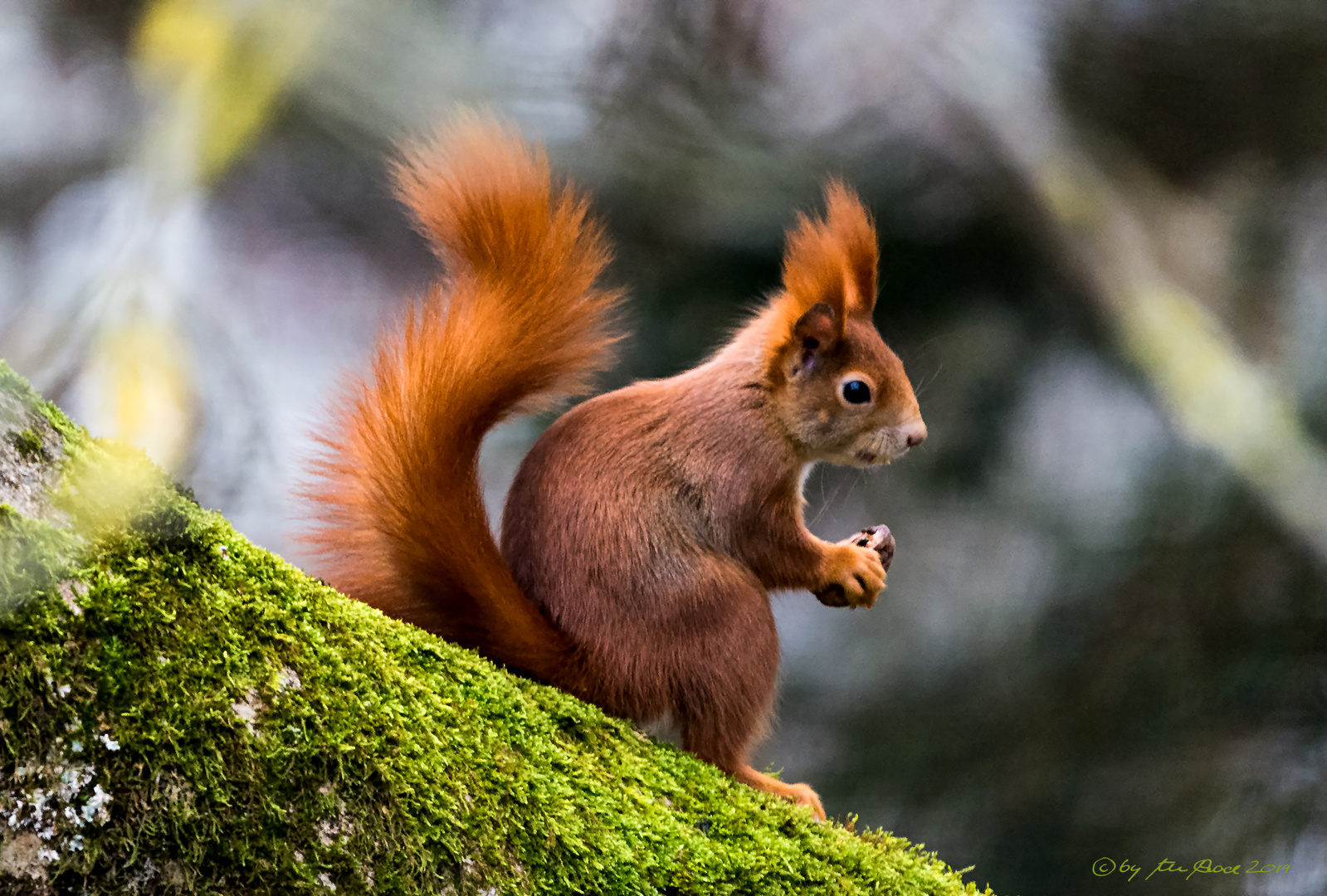 Eichhörnchen