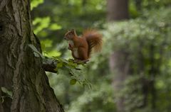 Eichhörnchen (behin.)