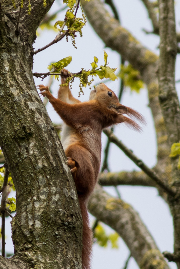 Eichhörnchen bei der Auswahl der leckersten Samen