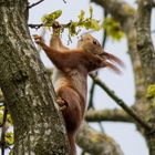 Eichhörnchen bei der Auswahl der leckersten Samen