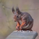 Eichhörnchen bei der Futterauswahl