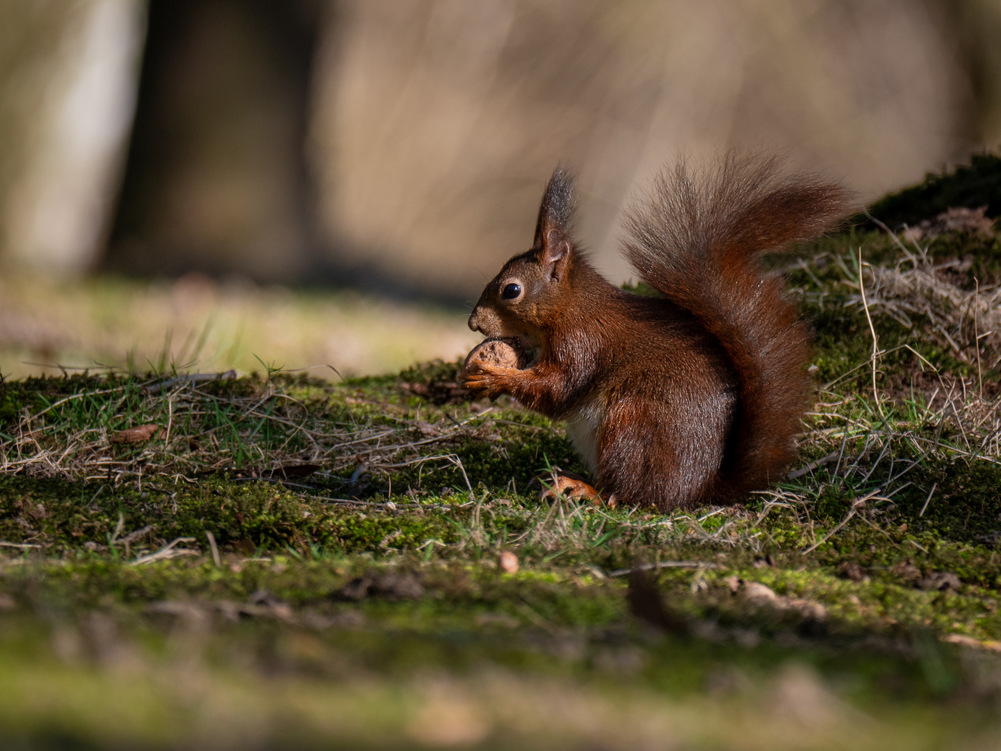 Eichhörnchen bei der Futtersuche