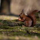 Eichhörnchen bei der Futtersuche